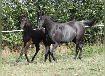 Volbloed Arabier, Merrie, 1 Jaar, 155 cm, Zwart