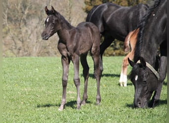 Volbloed Arabier, Merrie, 1 Jaar, 155 cm, Zwart