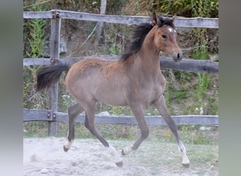 Volbloed Arabier, Merrie, 1 Jaar, 156 cm, Schimmel