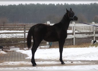 Volbloed Arabier, Merrie, 1 Jaar, 157 cm, Zwart