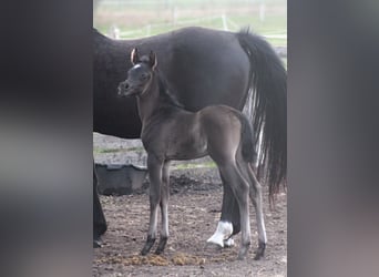 Volbloed Arabier, Merrie, 1 Jaar, 157 cm, Zwart