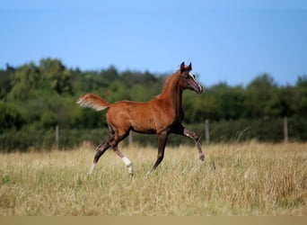 Volbloed Arabier, Merrie, 1 Jaar, 158 cm, Vos