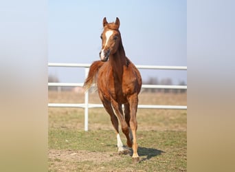 Volbloed Arabier, Merrie, 1 Jaar, 158 cm, Vos