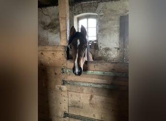 Volbloed Arabier, Merrie, 1 Jaar, 160 cm, Bruin