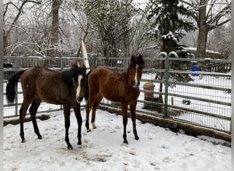 Volbloed Arabier, Merrie, 1 Jaar, 160 cm, Bruin
