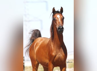 Volbloed Arabier, Merrie, 1 Jaar, Bruin