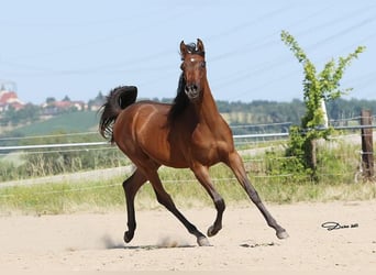 Volbloed Arabier, Merrie, 1 Jaar, Bruin