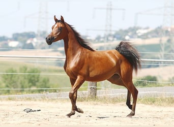 Volbloed Arabier, Merrie, 1 Jaar, Bruin