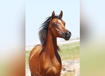 Volbloed Arabier, Merrie, 1 Jaar, Bruin