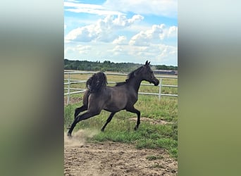 Volbloed Arabier, Merrie, 1 Jaar, Schimmel