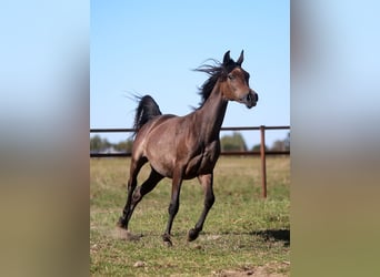 Volbloed Arabier, Merrie, 1 Jaar, Schimmel