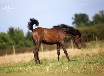 Volbloed Arabier, Merrie, 1 Jaar, Schimmel