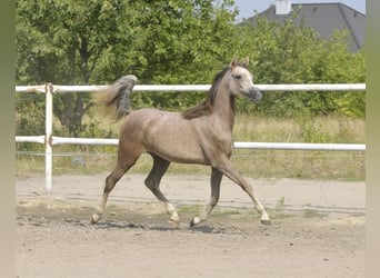 Volbloed Arabier, Merrie, 1 Jaar, Schimmel