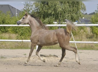 Volbloed Arabier, Merrie, 1 Jaar, Schimmel