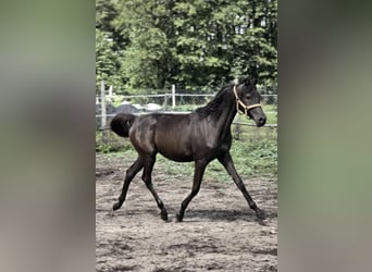 Volbloed Arabier, Merrie, 1 Jaar, Zwart