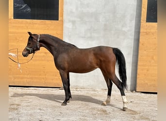 Volbloed Arabier, Merrie, 2 Jaar, 150 cm, Bruin