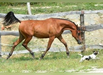 Volbloed Arabier, Merrie, 2 Jaar, 153 cm, Brauner