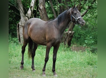 Volbloed Arabier, Merrie, 2 Jaar, 153 cm, Zwart