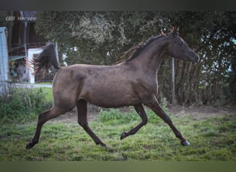 Volbloed Arabier, Merrie, 2 Jaar, 153 cm, Zwart
