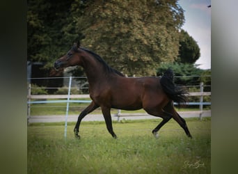 Volbloed Arabier, Merrie, 2 Jaar, 154 cm, Brauner
