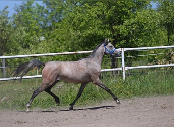 Volbloed Arabier, Merrie, 2 Jaar, 154 cm, Schimmel