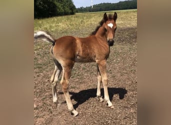 Volbloed Arabier, Merrie, 2 Jaar, 156 cm, Bruin