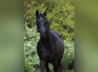 Volbloed Arabier, Merrie, 2 Jaar, 156 cm, Zwart
