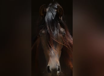 Volbloed Arabier, Merrie, 2 Jaar, 160 cm, Donkerbruin