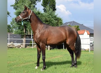 Volbloed Arabier, Merrie, 2 Jaar, 160 cm, Roodbruin