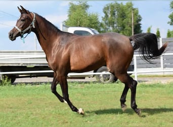 Volbloed Arabier, Merrie, 2 Jaar, 160 cm, Roodbruin