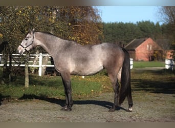 Volbloed Arabier, Merrie, 2 Jaar, 162 cm, Schimmel