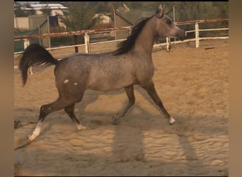 Volbloed Arabier, Merrie, 2 Jaar