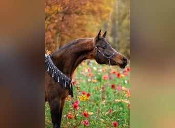 Volbloed Arabier, Merrie, 3 Jaar, 150 cm, Donkerbruin