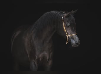Volbloed Arabier, Merrie, 3 Jaar, 150 cm, Zwart