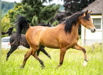 Volbloed Arabier, Merrie, 3 Jaar, 152 cm, Bruin