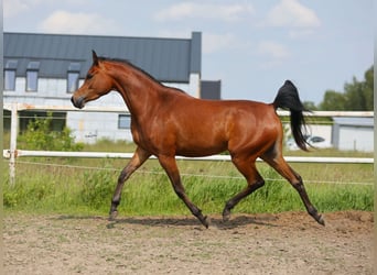 Volbloed Arabier, Merrie, 3 Jaar, 152 cm, Bruin