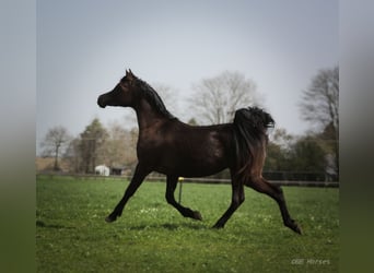 Volbloed Arabier, Merrie, 3 Jaar, 152 cm, Zwart