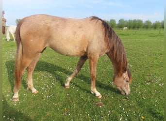 Volbloed Arabier, Merrie, 3 Jaar, 155 cm