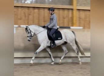 Volbloed Arabier, Merrie, 3 Jaar, 155 cm, Vos