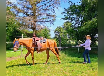 Volbloed Arabier Mix, Merrie, 3 Jaar, 156 cm, Vos