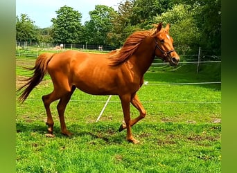 Volbloed Arabier Mix, Merrie, 3 Jaar, 156 cm, Vos