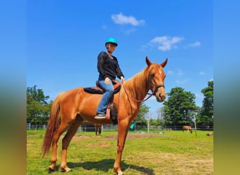 Volbloed Arabier Mix, Merrie, 3 Jaar, 156 cm, Vos