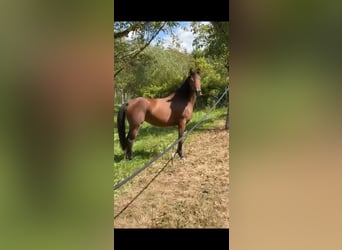 Volbloed Arabier, Merrie, 3 Jaar, 157 cm, Bruin