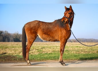 Volbloed Arabier, Merrie, 3 Jaar, Bruin