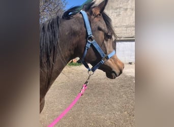 Volbloed Arabier, Merrie, 3 Jaar, Bruin