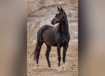 Volbloed Arabier, Merrie, 4 Jaar, 150 cm, Donkerbruin
