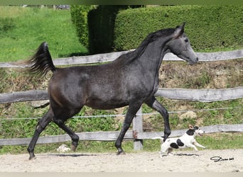 Volbloed Arabier, Merrie, 4 Jaar, 150 cm, Schimmel
