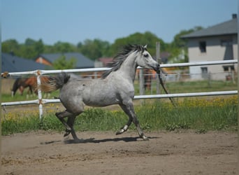 Volbloed Arabier, Merrie, 4 Jaar, 151 cm, Schimmel