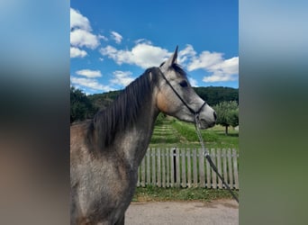 Volbloed Arabier, Merrie, 4 Jaar, 152 cm, Schimmel