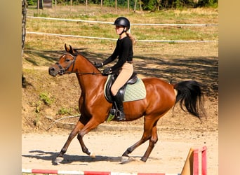 Volbloed Arabier, Merrie, 4 Jaar, 153 cm, Bruin